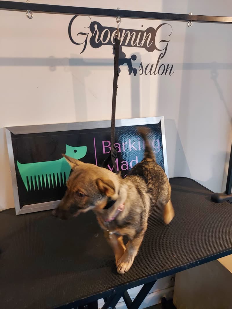 A small tan-and-black terrier standing on the grooming table inside the salon