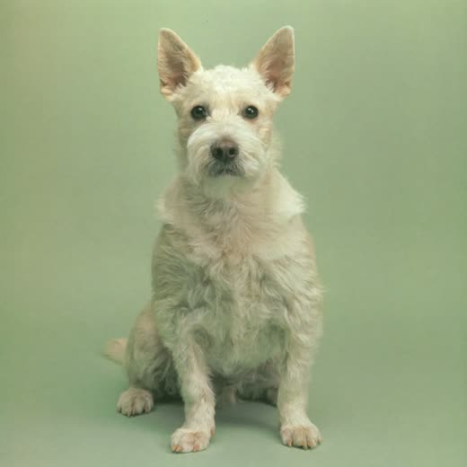 A small terrier with a freshly clipped, tidy coat