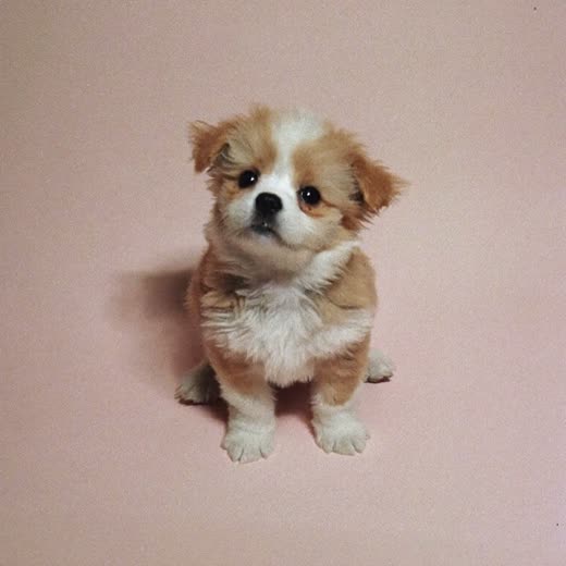 A small fluffy puppy with a soft clean coat